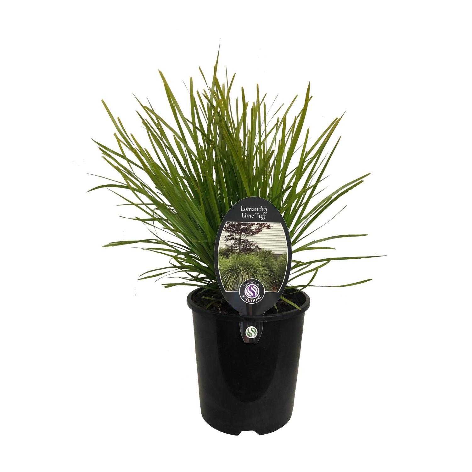 Lomandra Lime Tuff