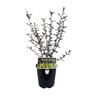 Corokia Frosted Chocolate 1.9 litre