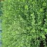 Pittosporum Wrinkle Blue 6L