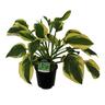 Hosta Wide Brim