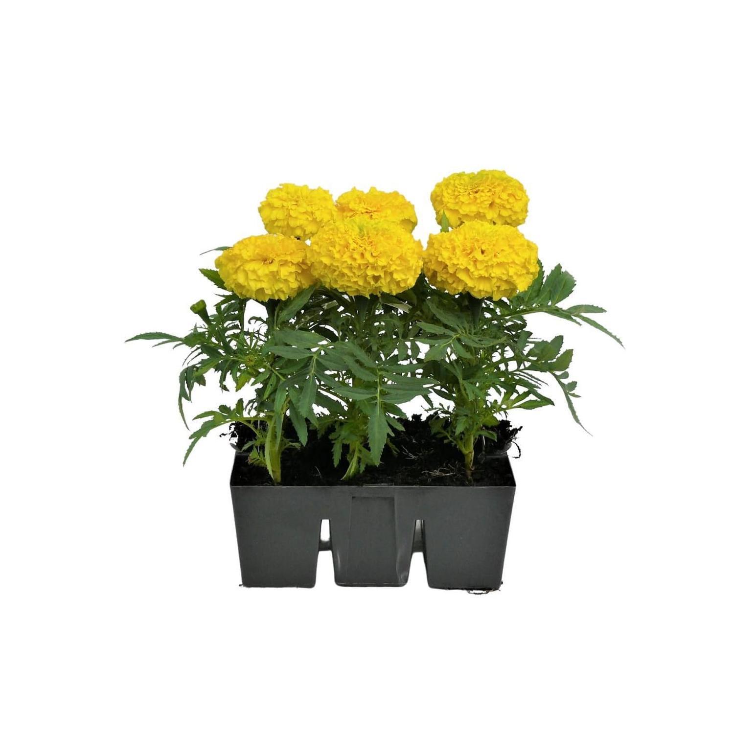 Marigold Antigua