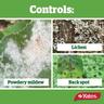 Lime Sulfur Fungicide