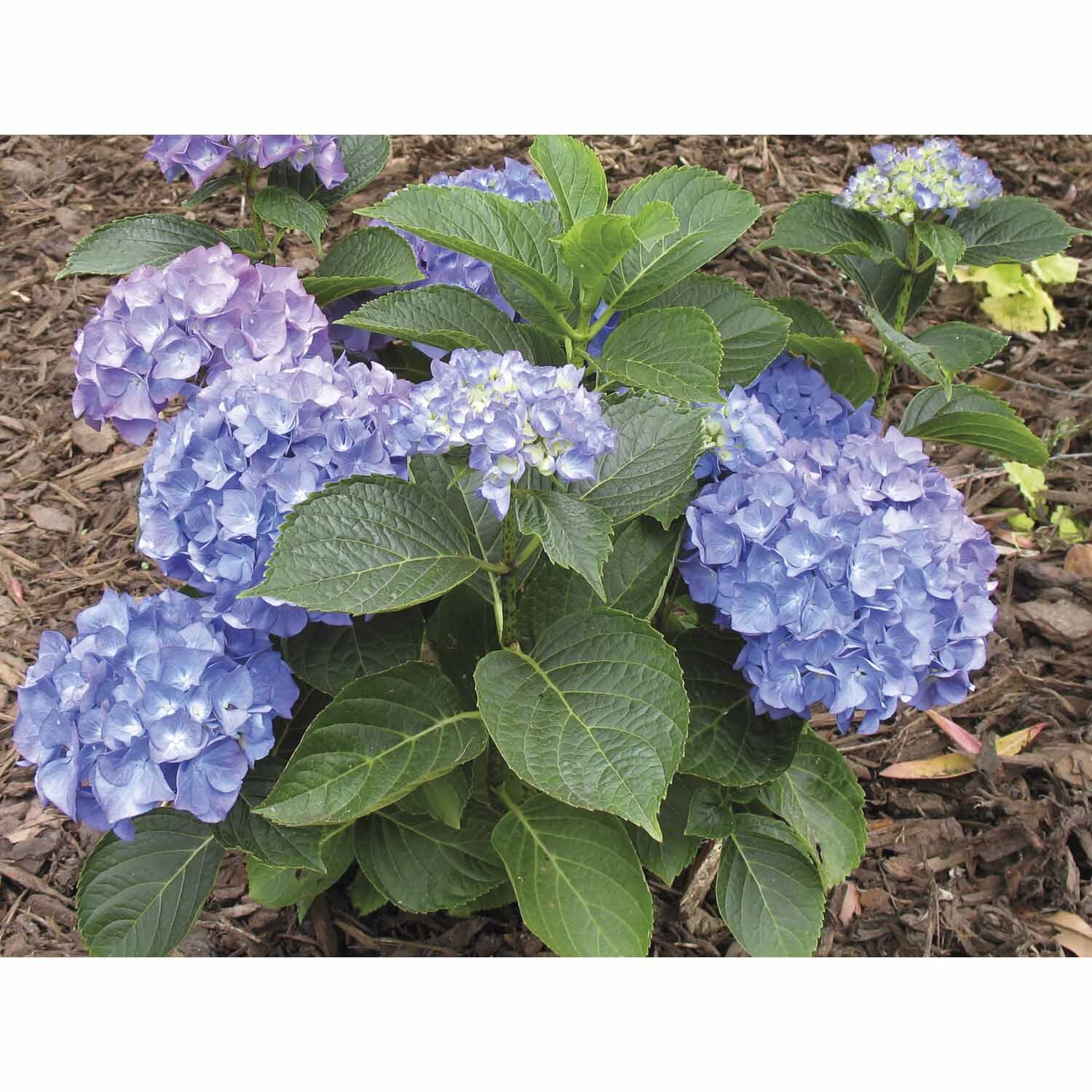 Hydrangea
