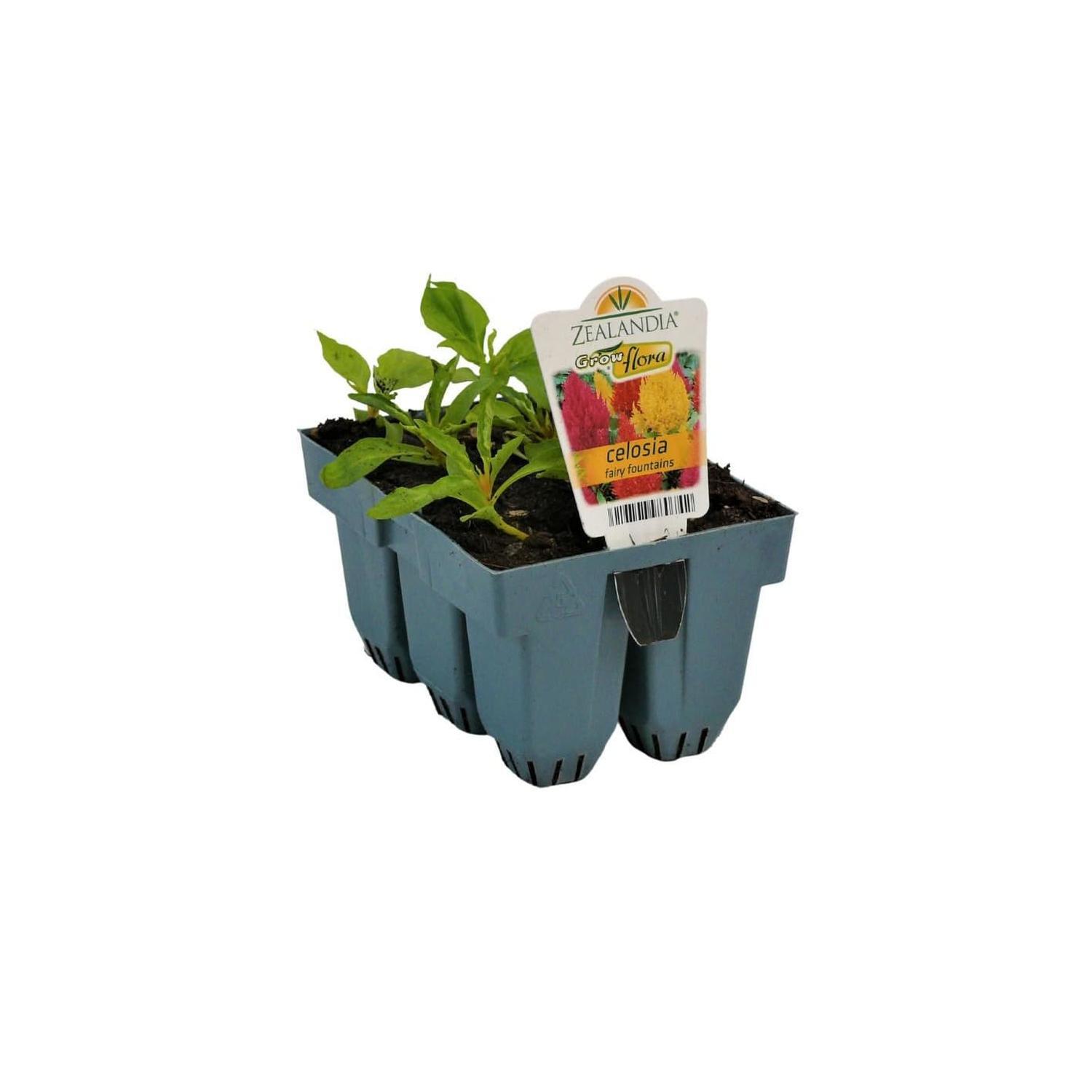 Celosia Fairy Fountains
