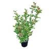 Viburnum Tinus Eve Price  2L