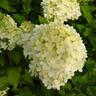 Hydrangea Limelight