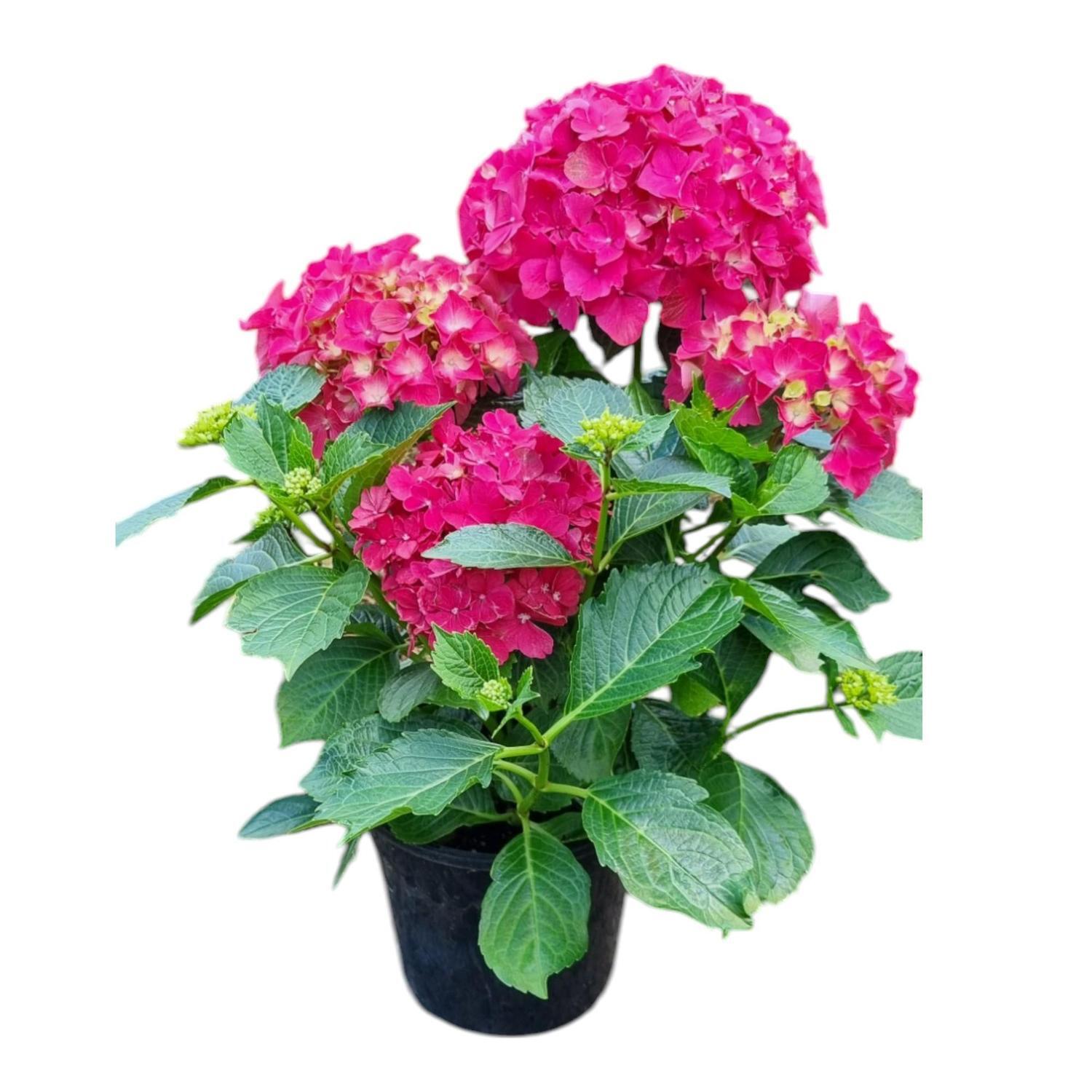 Hydrangea Leuchtfeuer 4L