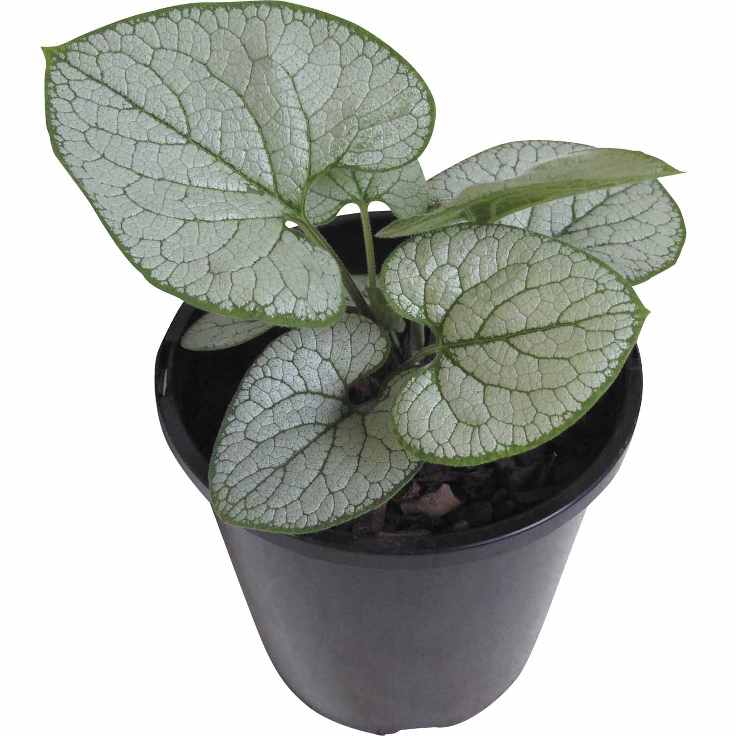 Brunnera Silver Heart