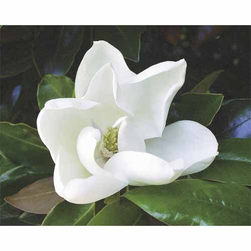 Magnolia Little Gem