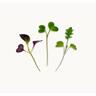 Seed mat Wellness Blend 6 pack