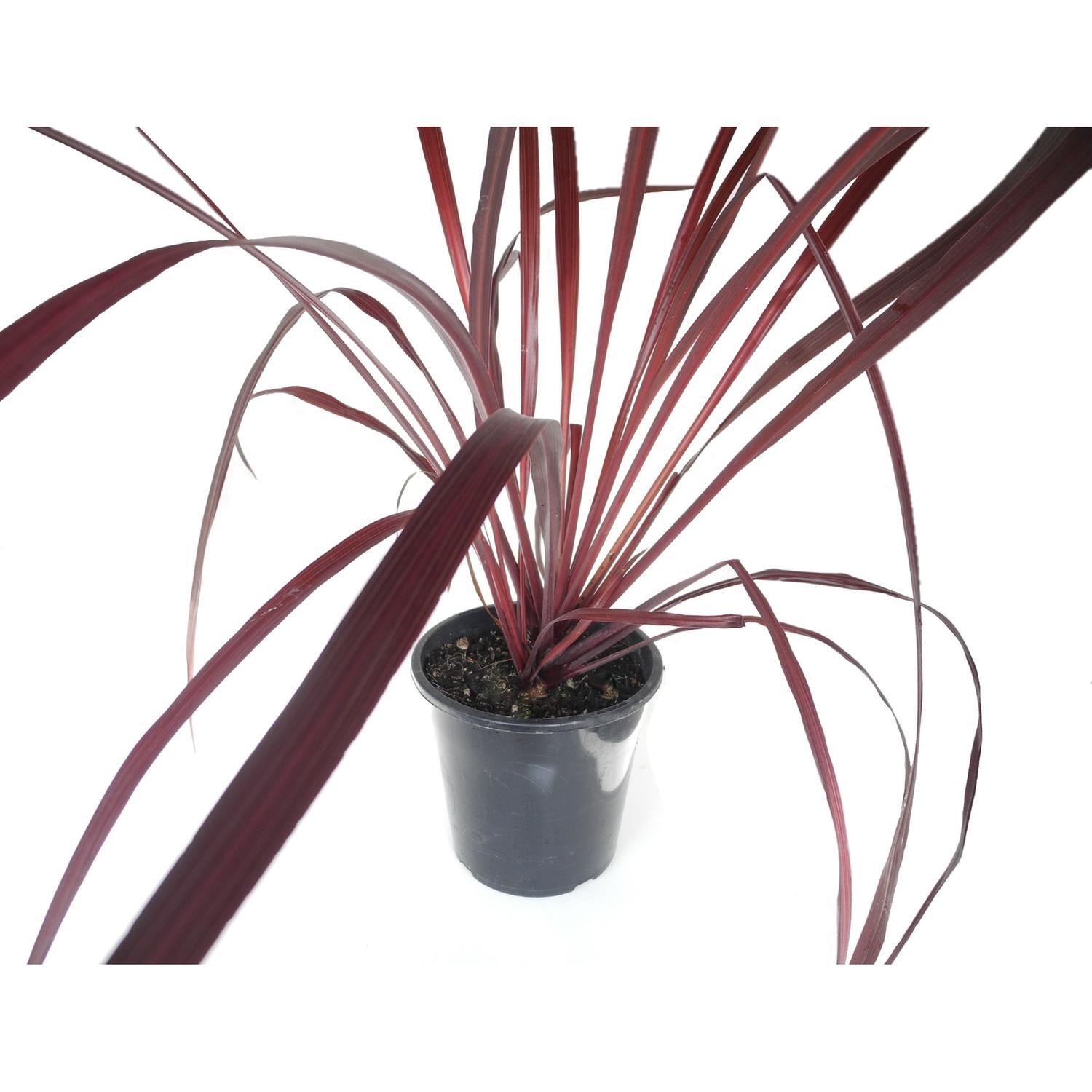 Cordyline Red Fountain