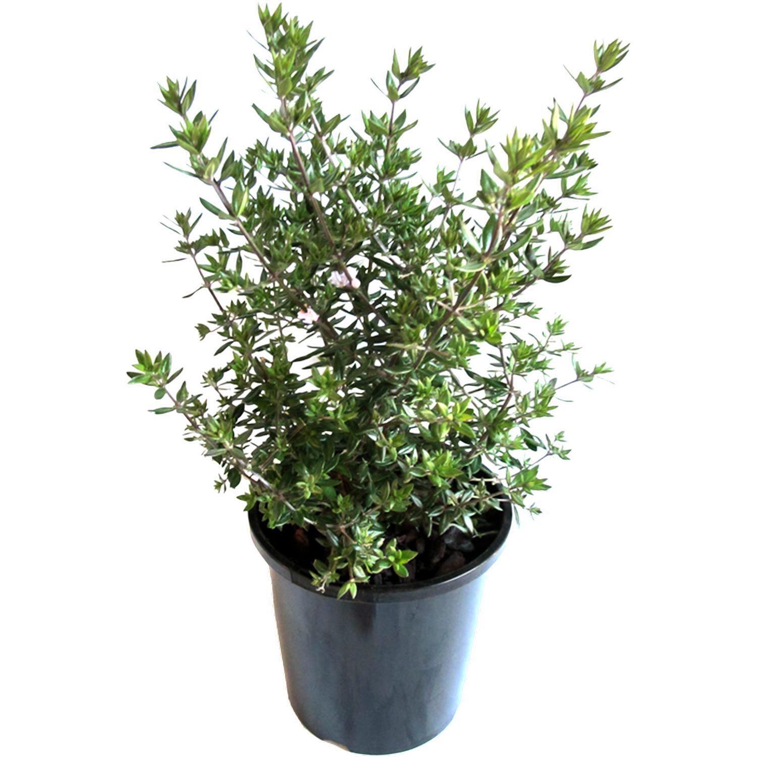 Westringia Naringa
