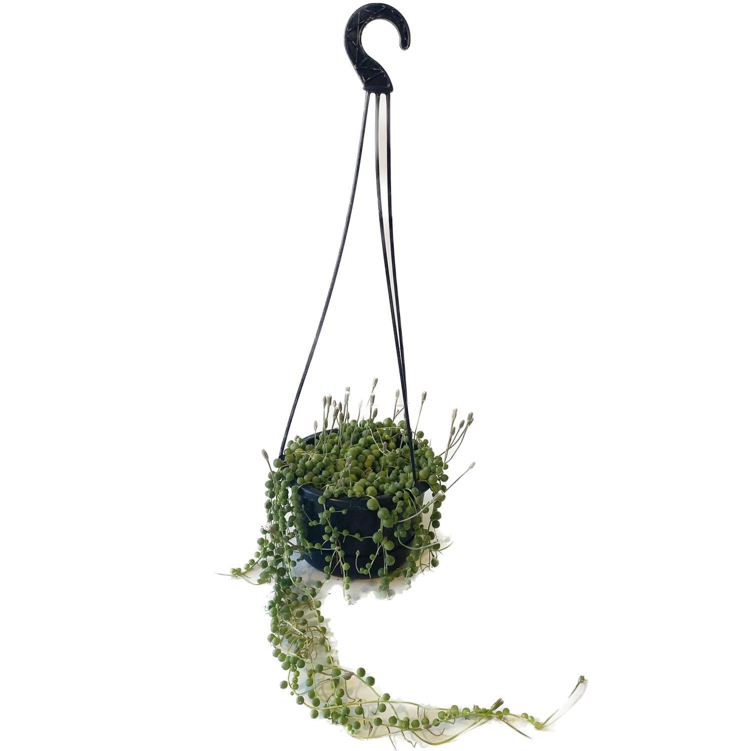 String of Pearls Basket 14cm