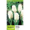 Hyacinth 'Carnegie'