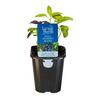 Basil Gourmet Blend
