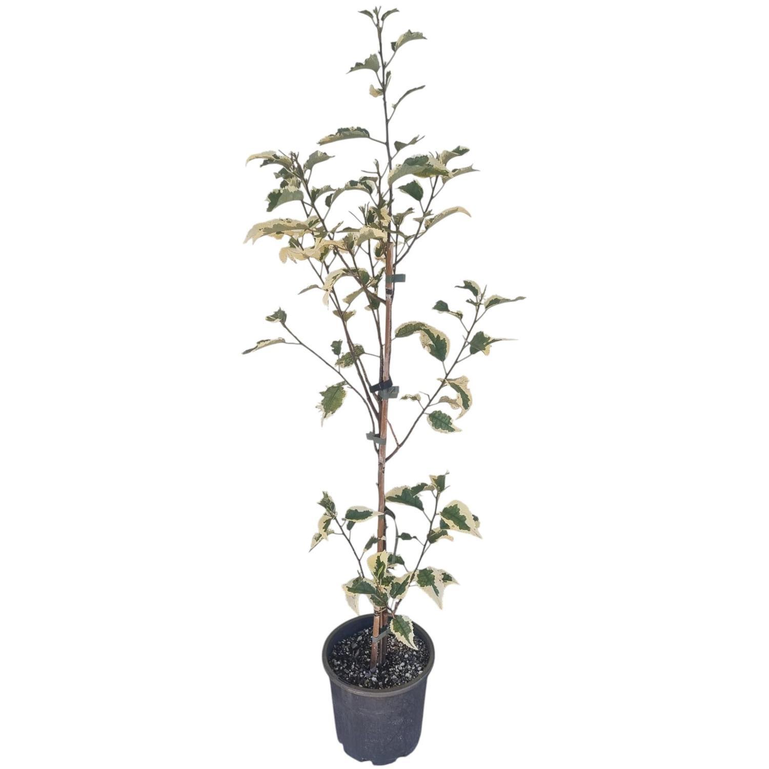 Hoheria Populnea Alba Variegata 4L
