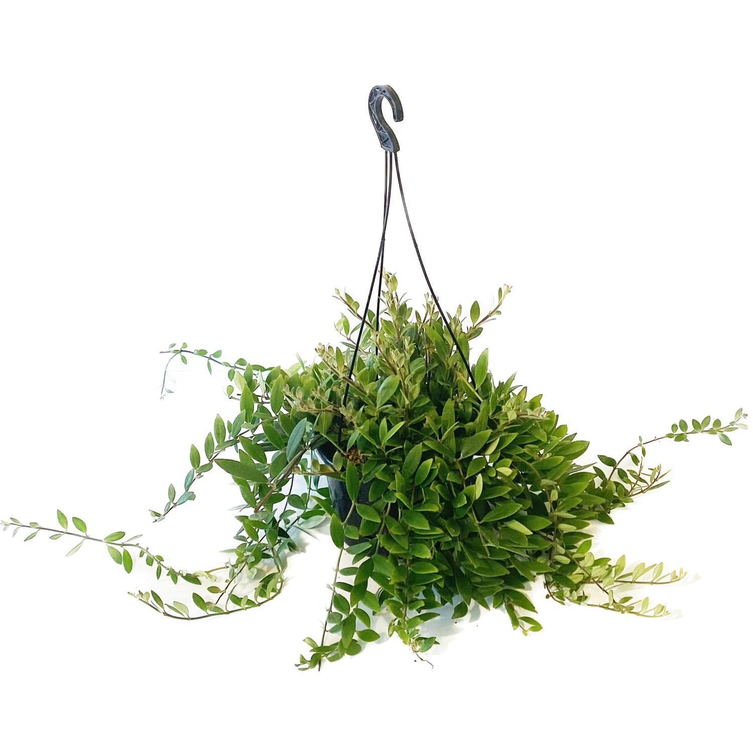 Aeschynanthus Parvifolia Basket 17.5cm