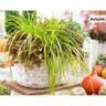 Carex Everillo PVR