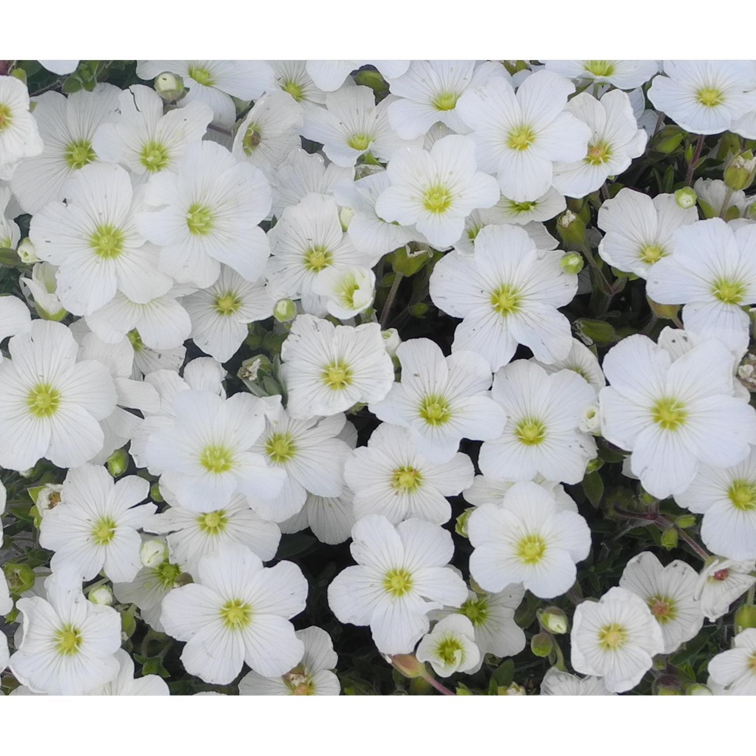 Arenaria The Pearl