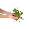 KOKEDAMA KIT