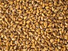 Animal Feed Wheat 20 kg