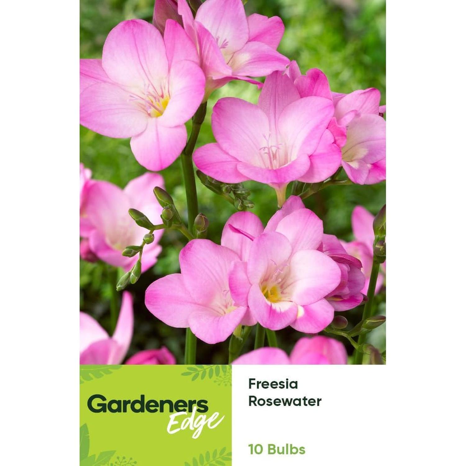 Freesia Single Pink Rosewater 10 pack