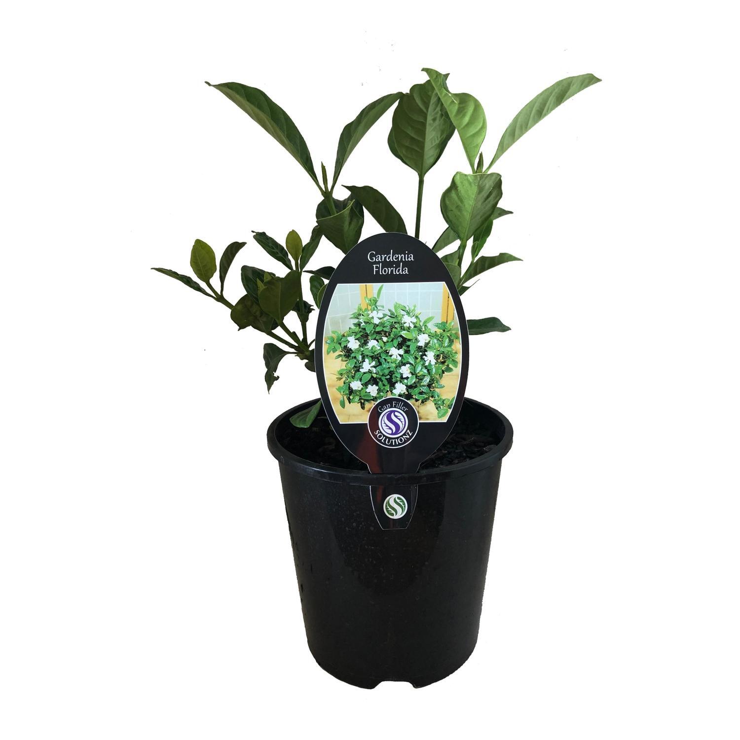 Gardenia Florida