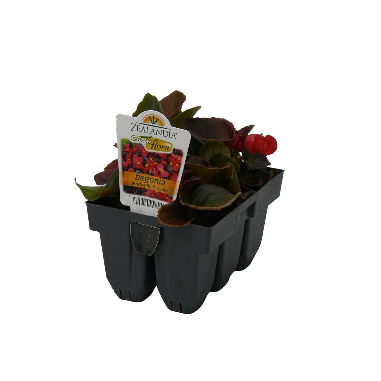 Begonia Bronze Leaf