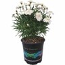 Argyranthemum Purity