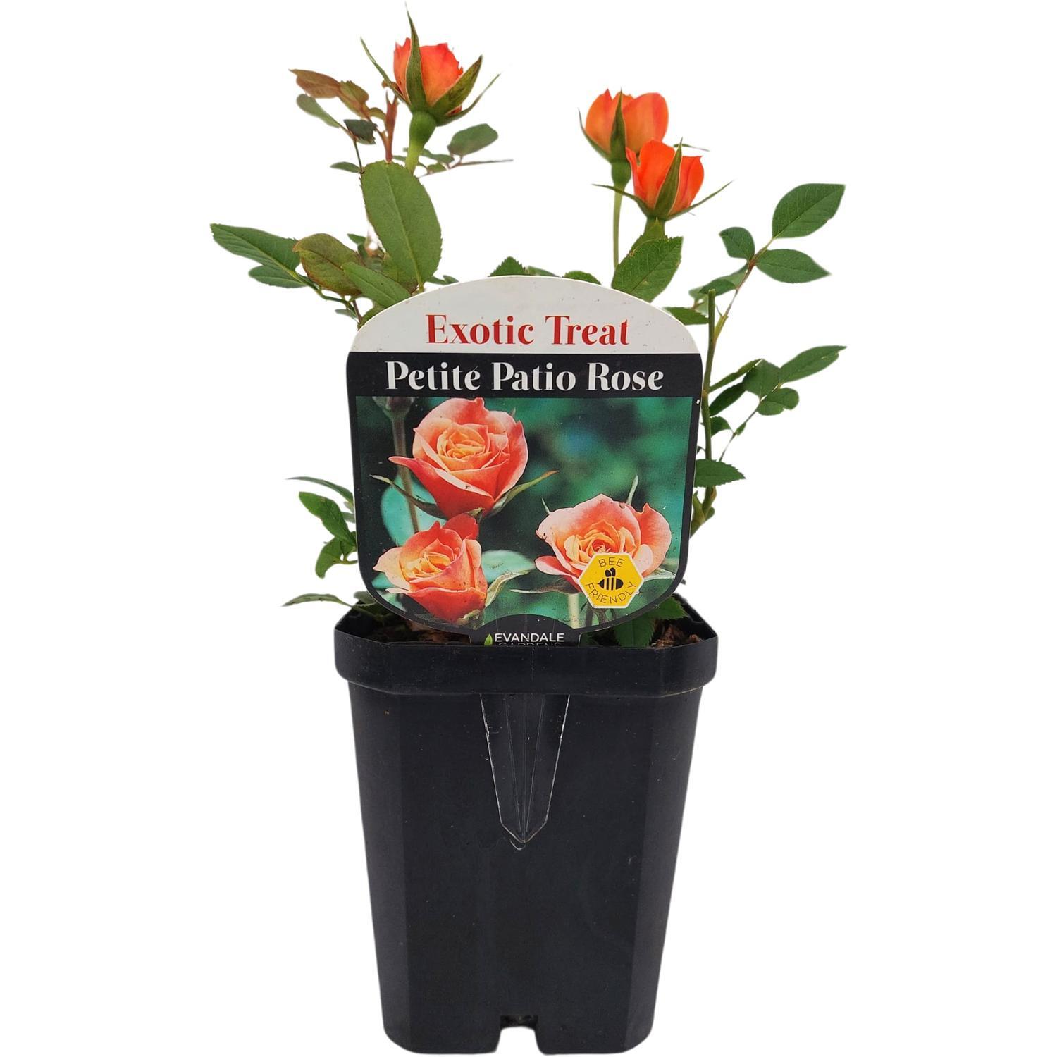 Patio Rose  Exotic Treat
