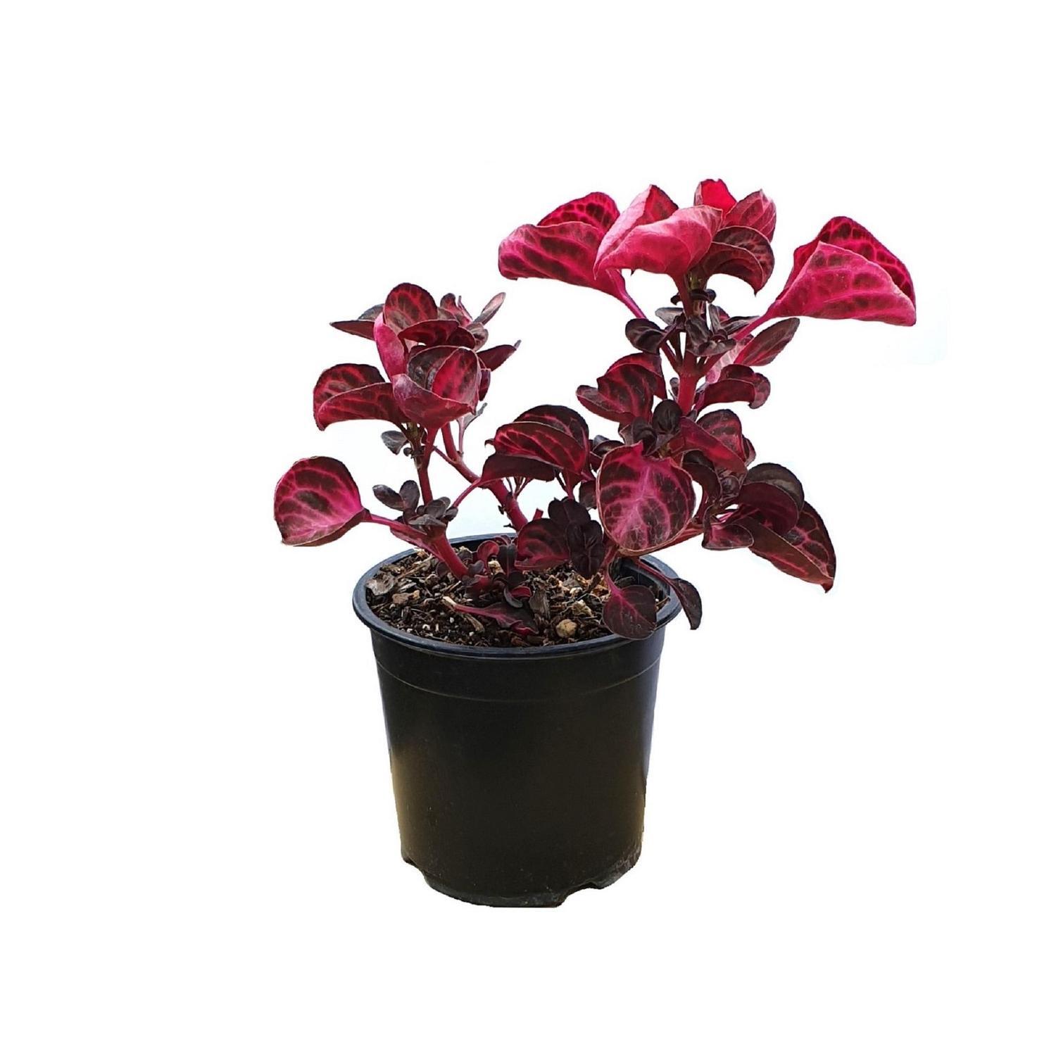 Iresine Ruby Glow