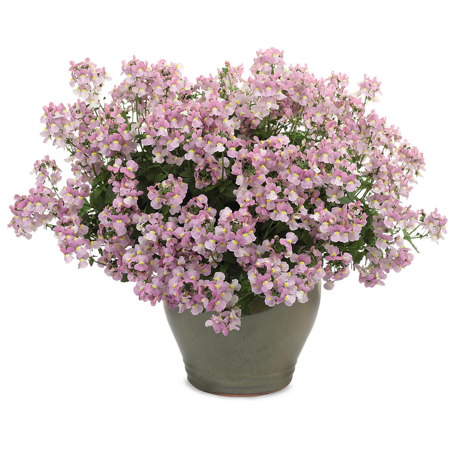Nemesia Innocence Pink