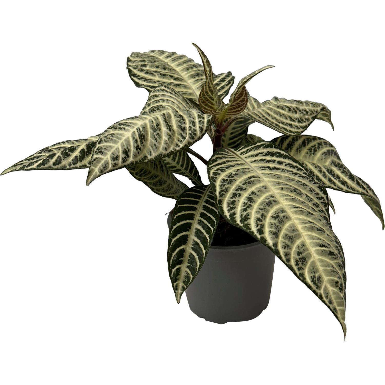 Aphelandra Sugarcoat