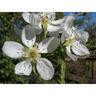 Pear Beurre Bosc
