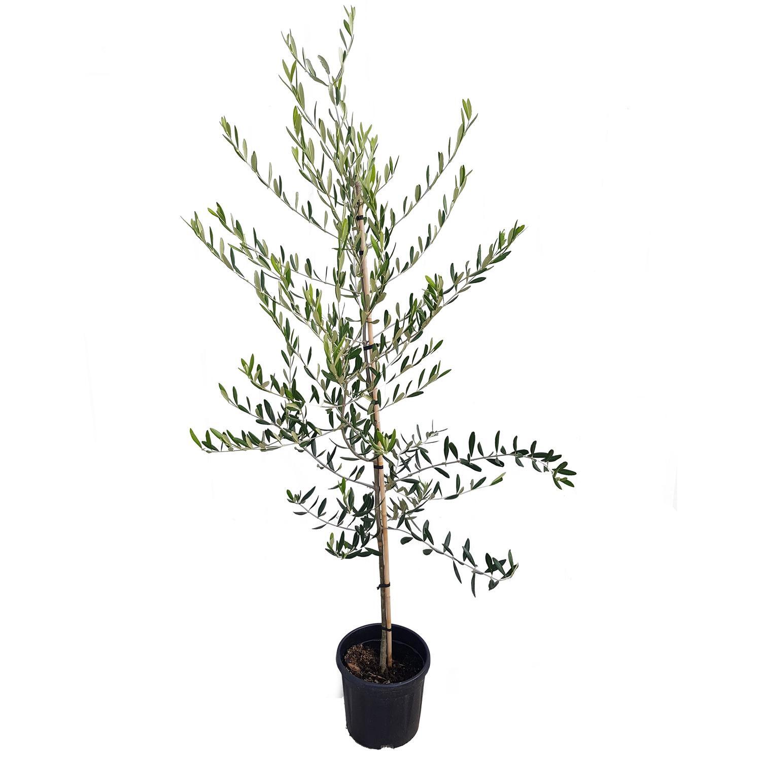 Olive J5