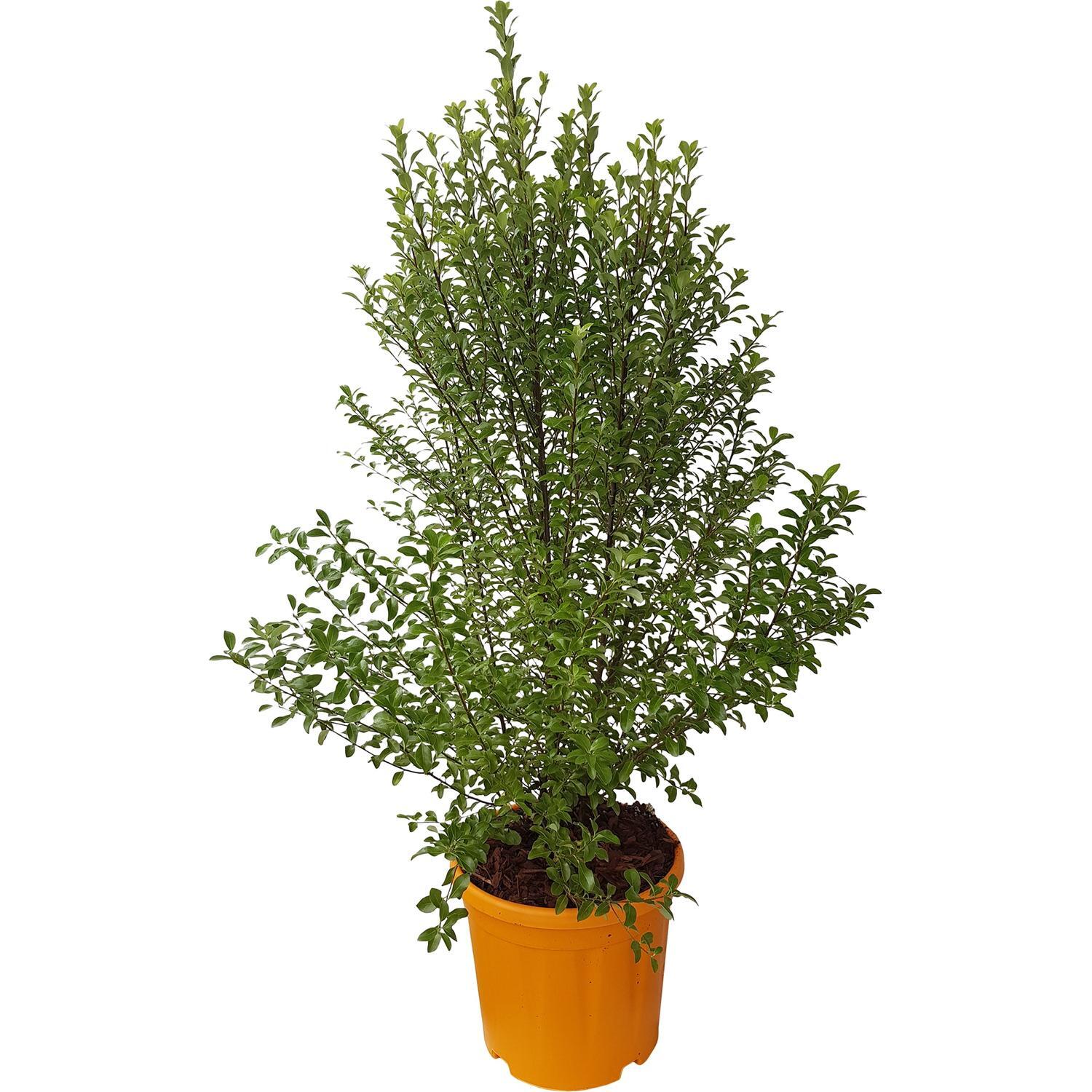 Pittosporum Tenuifolium Jade