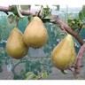 Pear Conference