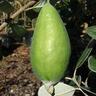 Feijoa Apollo