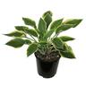 Hosta Sleeping Beauty
