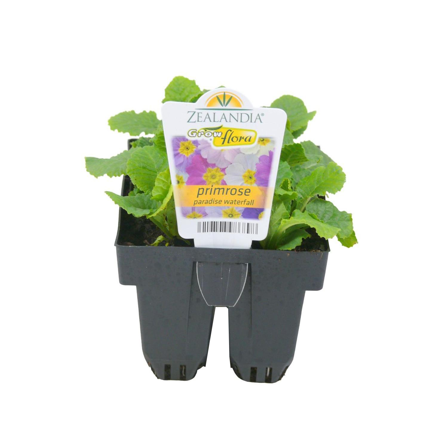 Primrose Paradise