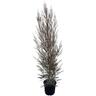 Leptospermum 'Tea Tree' Burgundy Queen 8.5L