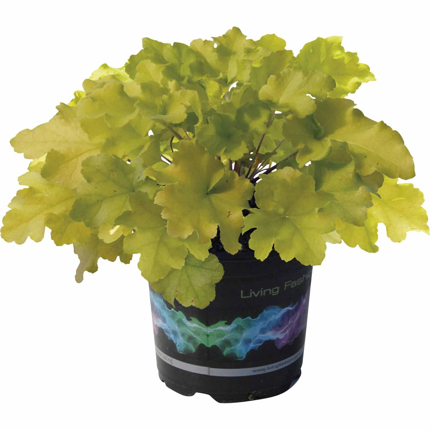 Heuchera 'Lime Marmalade'