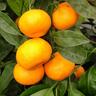 Mandarin Silverhill