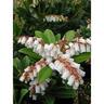 Pieris Temple Bells