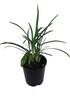 Agapanthus Streamline