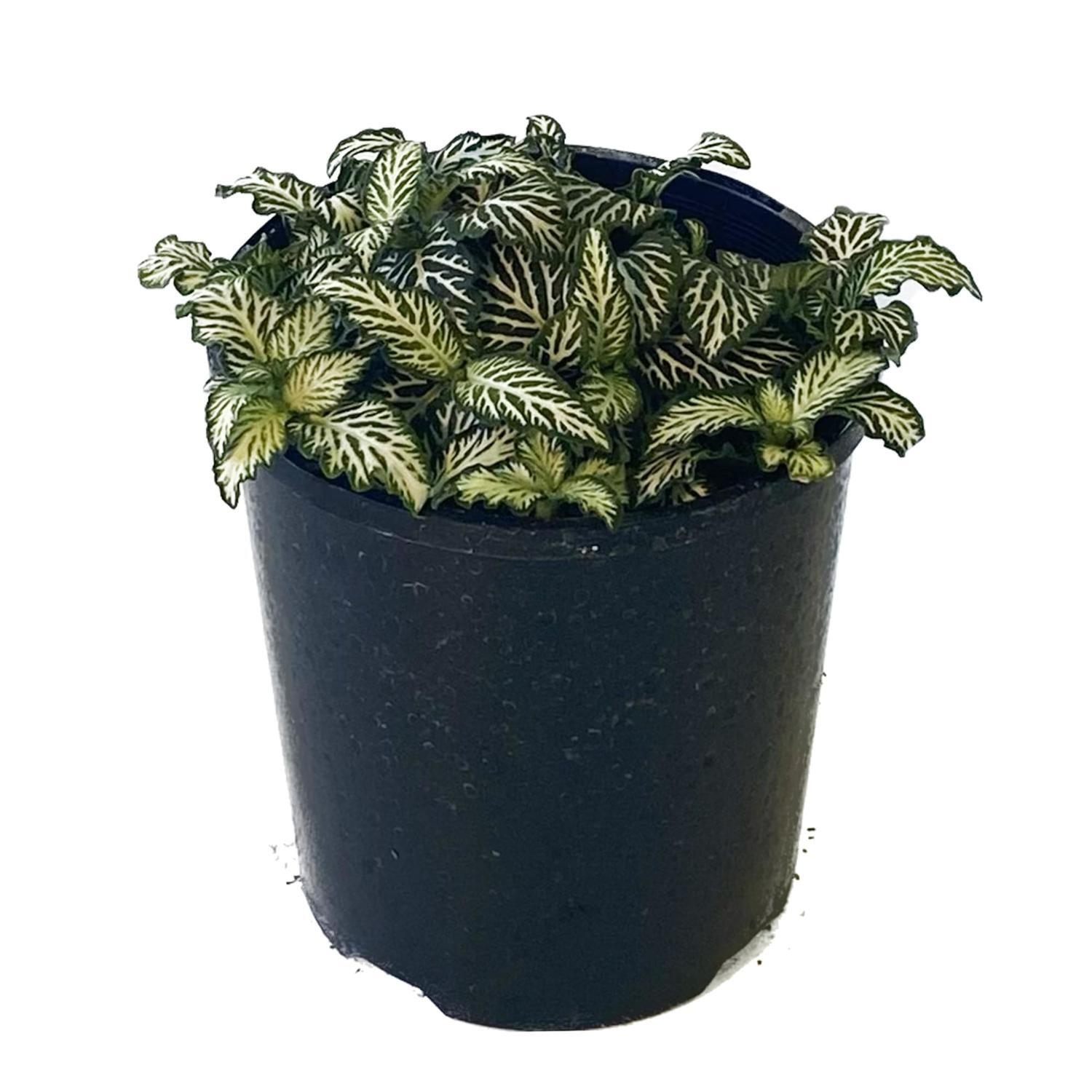 Fittonia  12cm