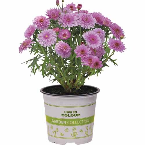 Federation Daisy Sugar Cheer