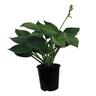 Hosta Abiqua Drinking Gourd