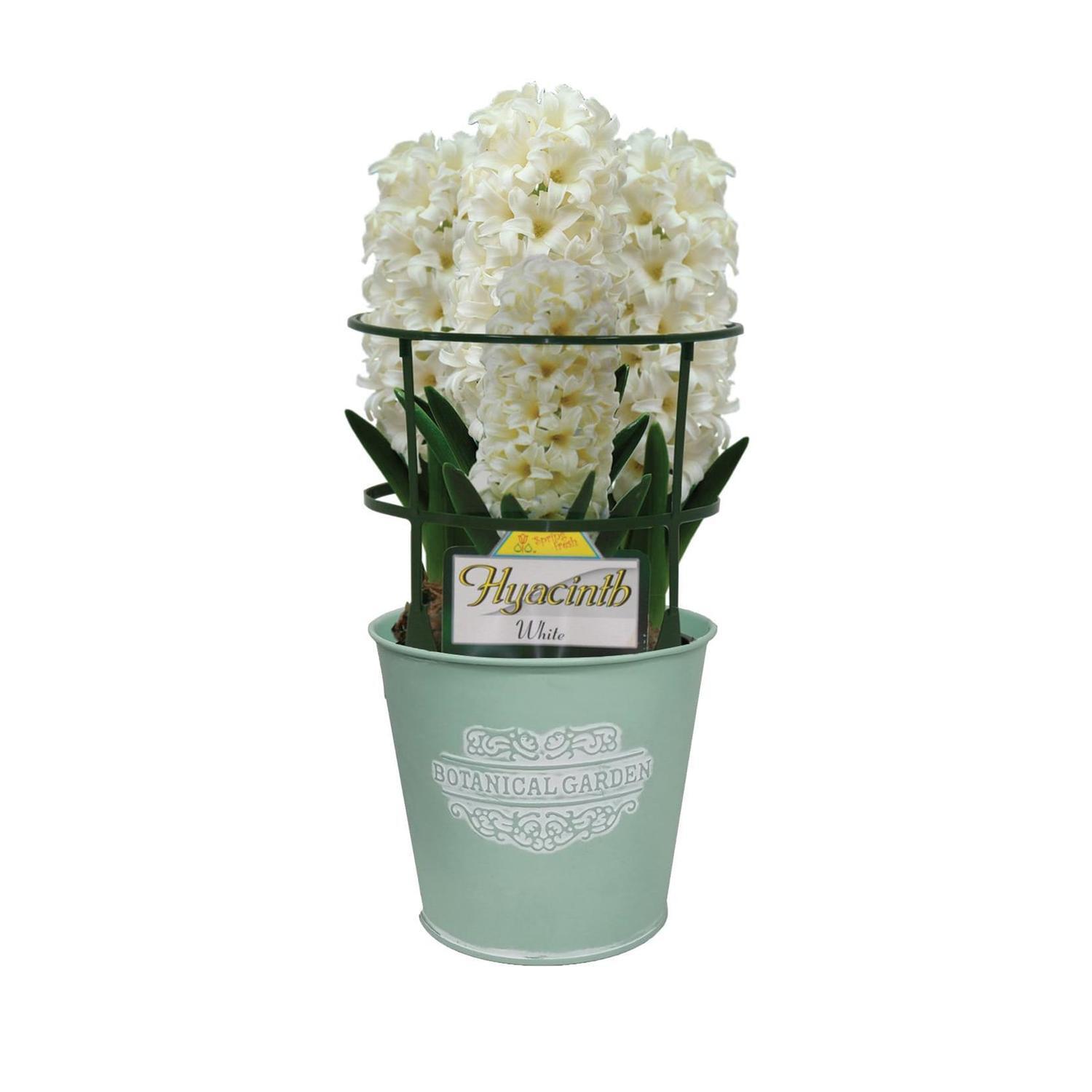 Gift Wrapped Hyacinth