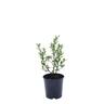 Corokia Geentys Green 2 Litre Creative Natives